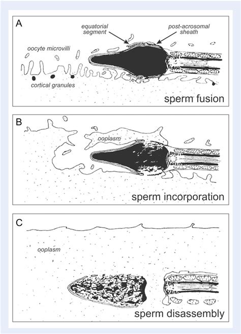 spermatozoide|The functional anatomy of the human spermatozoon: relating ...